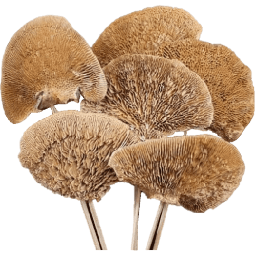 Decorative sponge mushroom