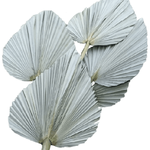 Decorative palm leaves