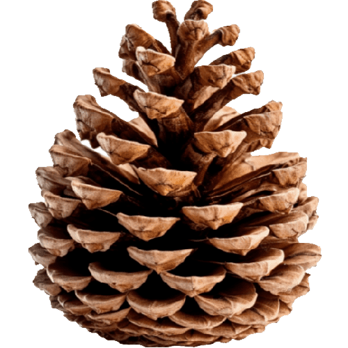 Decorative pine cone