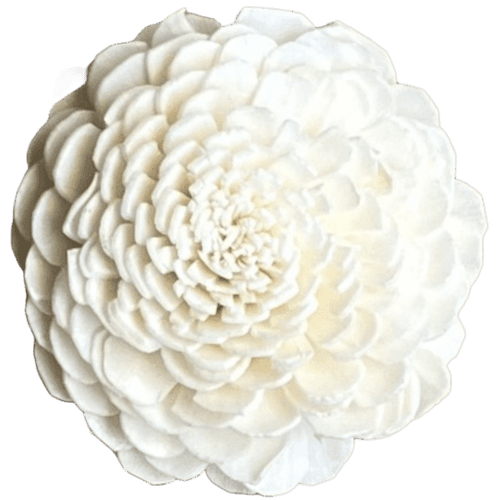 Flower Chrysanthemum